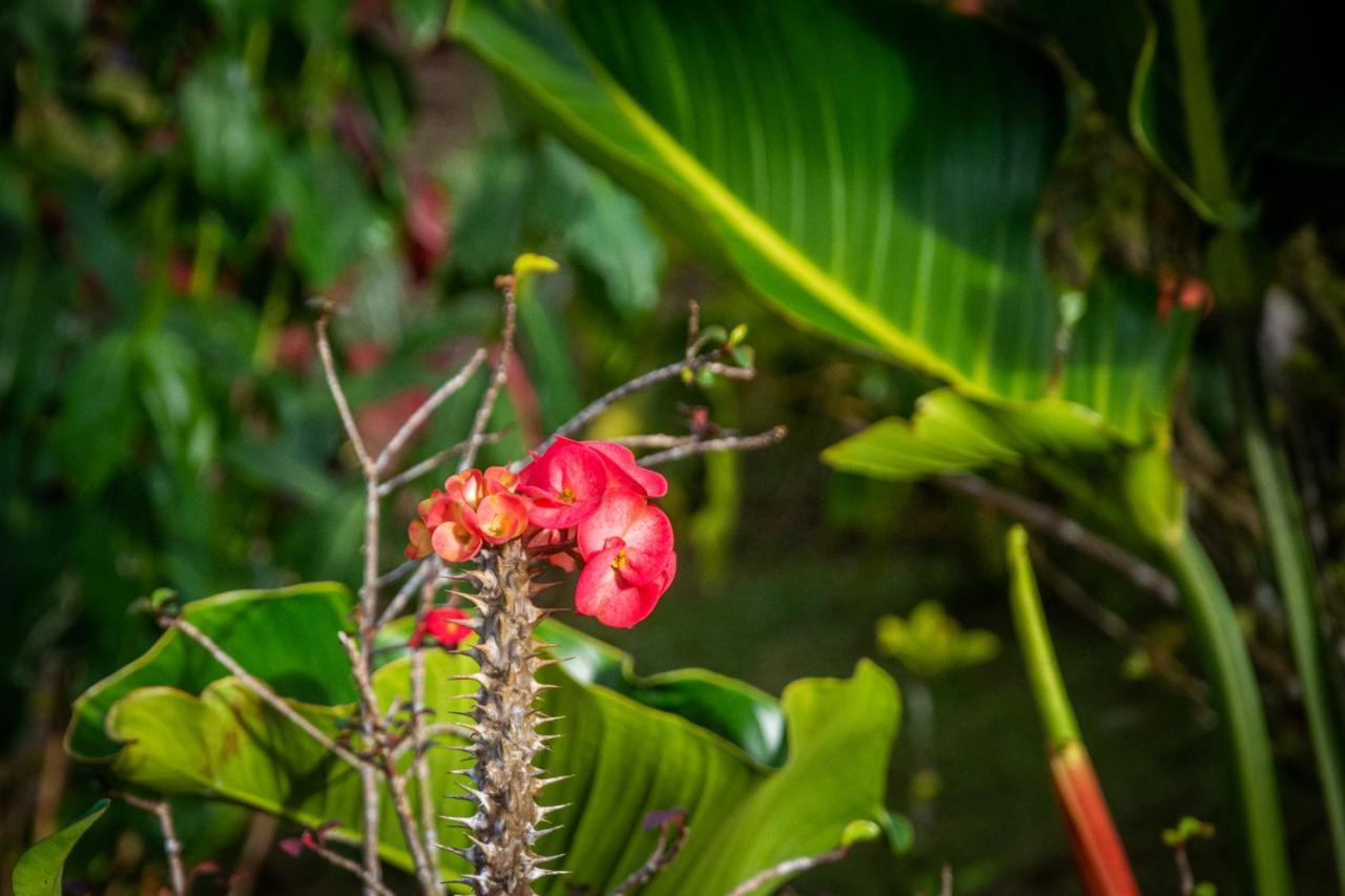 Vista Lago Arenal Piedras Ngoại thất bức ảnh